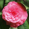 茶花